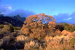 desert park