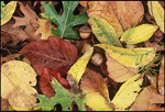 leaves