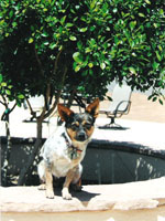 dog